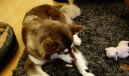 娱乐圈爆料50条狗视频,50条狗视频背后的娱乐圈秘密大揭秘