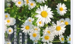 菊处在线观看,沉浸式体验古典之美