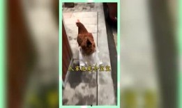 吃瓜群众娱乐微信,揭秘娱乐圈幕后故事，带你领略明星生活点滴