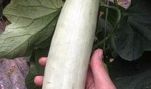 男变女的网红吃瓜,揭秘男变女背后的故事