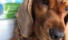 娱乐圈爆料50条狗视频,50条狗视频背后的娱乐圈秘密大揭秘