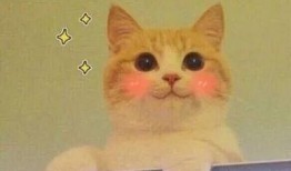 猫猫永不为奴娱乐吃瓜酱,揭秘娱乐圈幕后趣闻