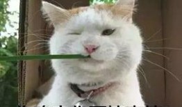 猫猫永不为奴娱乐吃瓜酱,揭秘娱乐圈幕后趣闻