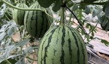 澳门网红吃瓜,揭秘娱乐圈幕后故事