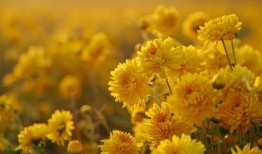 菊处在线观看,沉浸式体验古典之美