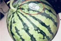 澳门网红吃瓜,揭秘娱乐圈幕后故事