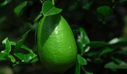 香水柠檬爆料视频,揭秘香水界的神秘面纱