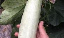 吃网红瓜的群,吃瓜群众眼中的明星幕后故事