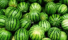 甘南网红吃瓜事件真相,揭秘背后真相与反思