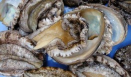 鲍鱼龙虾爆料视频大全,鲍鱼龙虾爆料视频大全精彩回顾