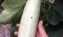 吃茄瓜的网红叫什么来着,网红“茄瓜达人”带你领略美食新境界